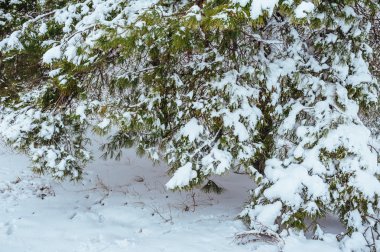 Yeni yıl ağacı kış orman içinde. Ağaçlar güzel kış manzarası kar ile kaplı. Ağaçlar hoarfrost ve kar ile kaplı. Güzel kış manzarası. Karla kaplı ağaç dalı. Kış arka plan.