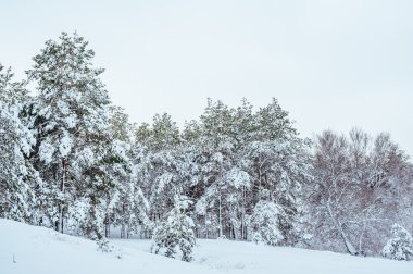 Yeni yıl ağacı kış orman içinde. Ağaçlar güzel kış manzarası kar ile kaplı. Ağaçlar hoarfrost ve kar ile kaplı. Güzel kış manzarası. Karla kaplı ağaç dalı. Kış arka plan.