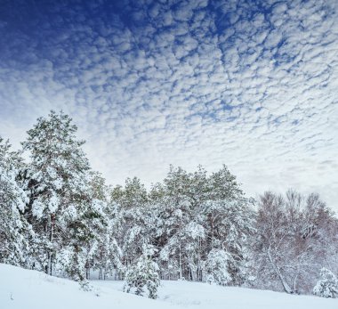 Yeni yıl ağacı kış orman içinde. Ağaçlar güzel kış manzarası kar ile kaplı. Ağaçlar hoarfrost ve kar ile kaplı. Güzel kış manzarası. Karla kaplı ağaç dalı. Kış arka plan.