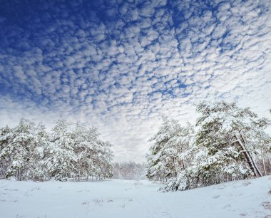 Yeni yıl ağacı kış orman içinde. Ağaçlar güzel kış manzarası kar ile kaplı. Ağaçlar hoarfrost ve kar ile kaplı. Güzel kış manzarası. Karla kaplı ağaç dalı. Kış arka plan.