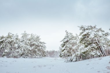 Yeni yıl ağacı kış orman içinde. Ağaçlar güzel kış manzarası kar ile kaplı. Ağaçlar hoarfrost ve kar ile kaplı. Güzel kış manzarası. Karla kaplı ağaç dalı. Kış arka plan.