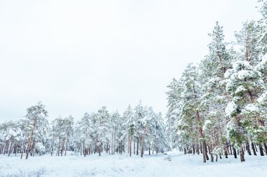 Yeni yıl ağacı kış orman içinde. Ağaçlar güzel kış manzarası kar ile kaplı. Ağaçlar hoarfrost ve kar ile kaplı. Güzel kış manzarası. Karla kaplı ağaç dalı. Kış arka plan.