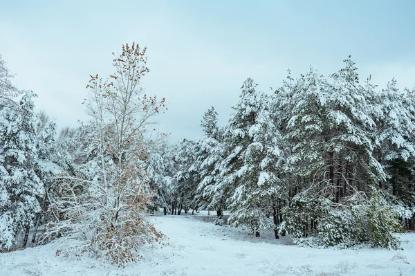 Árbol de Año Nuevo en el bosque de invierno. Hermoso paisaje de invierno con árboles cubiertos de nieve. Árboles cubiertos de heladas y nieve. Hermoso paisaje de invierno. Rama de árbol cubierta de nieve. Fondo de invierno . —  Fotos de Stock