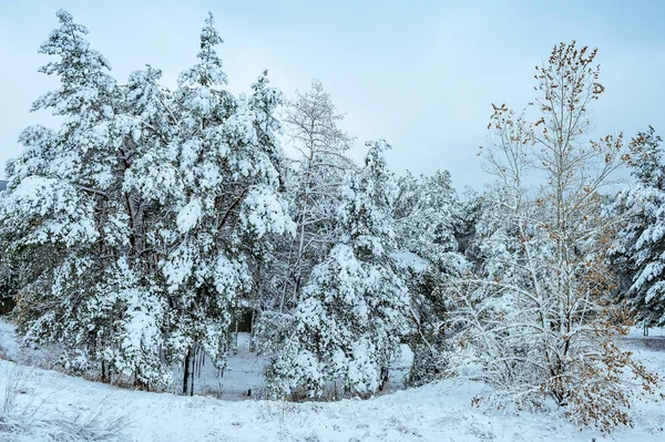 新的一年中冬季森林树。美丽的冬天景观与雪覆盖树木。树木覆盖着霜和雪。美丽的冬天景观。冰雪覆盖的树分支。冬天背景. — 图库照片