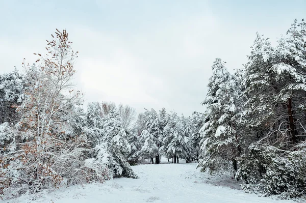 Nový rok v zimním lese strom. Krásná Zimní krajina pod sněhem pokryta stromy. Stromy pokryté jinovatka a sněhu. Krásná Zimní krajina. Zasněžený strom větev. Zimní pozadí. — Stock fotografie
