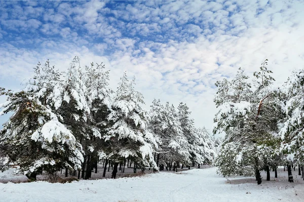 Yeni yıl ağacı kış orman içinde. Ağaçlar güzel kış manzarası kar ile kaplı. Ağaçlar hoarfrost ve kar ile kaplı. Güzel kış manzarası. Karla kaplı ağaç dalı. Kış arka plan.