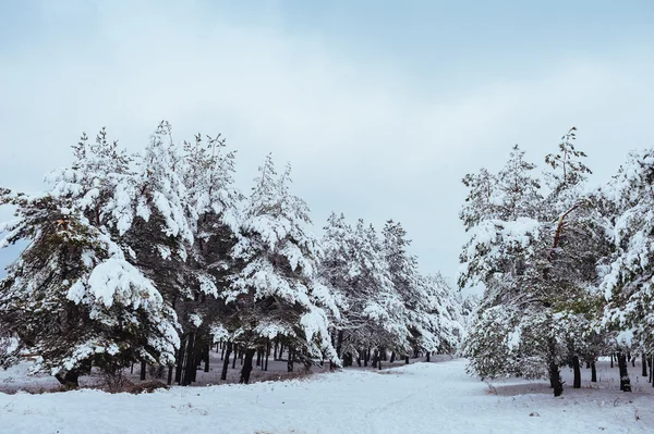 Yeni yıl ağacı kış orman içinde. Ağaçlar güzel kış manzarası kar ile kaplı. Ağaçlar hoarfrost ve kar ile kaplı. Güzel kış manzarası. Karla kaplı ağaç dalı. Kış arka plan.