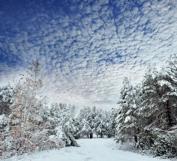 New Year tree in winter forest. Beautiful winter landscape with snow covered trees. Trees covered with hoarfrost and snow. Beautiful winter landscape. Snow-covered tree branch. Winter background. — Stock Photo, Image