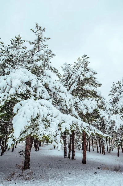 Yeni yıl ağacı kış orman içinde. Ağaçlar güzel kış manzarası kar ile kaplı. Ağaçlar hoarfrost ve kar ile kaplı. Güzel kış manzarası. Karla kaplı ağaç dalı. Kış arka plan.
