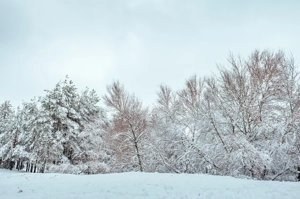 Νέο έτος δέντρο στο δάσος του χειμώνα. Όμορφο χειμερινό τοπίο με χιόνι κάλυψε δέντρα. Δέντρα που καλύπτονται με παγετός και χιόνι. Όμορφο χειμερινό τοπίο. Χιονισμένο δέντρο υποκατάστημα. Χειμώνα φόντο. — Φωτογραφία Αρχείου