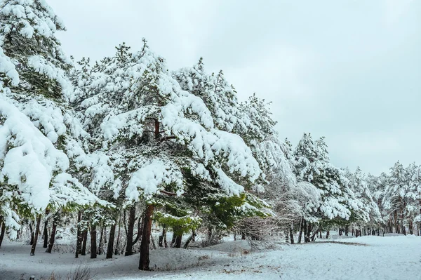 Yeni yıl ağacı kış orman içinde. Ağaçlar güzel kış manzarası kar ile kaplı. Ağaçlar hoarfrost ve kar ile kaplı. Güzel kış manzarası. Karla kaplı ağaç dalı. Kış arka plan.