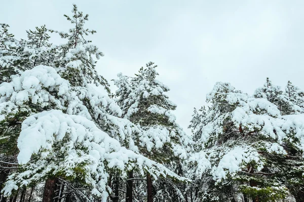 New Year tree in winter forest. Beautiful winter landscape with snow covered trees. Trees covered with hoarfrost and snow. Beautiful winter landscape. Snow-covered tree branch. Winter background. — Stock Photo, Image