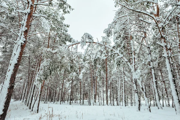 Nya året träd i vinter skog. Vackert vinterlandskap med snö täckt träd. Träd täckt med rimfrost och snö. Vackert vinterlandskap. Snötäckta trädgren. Vinter bakgrund. — Stockfoto