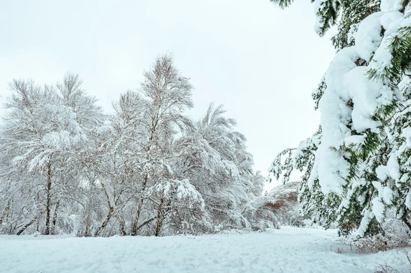 Árvore de Ano Novo em floresta de inverno. Bela paisagem de inverno com árvores cobertas de neve. Árvores cobertas com geada e neve. Linda paisagem de inverno. Ramo de árvore coberto de neve. Fundo de inverno . — Fotografia de Stock