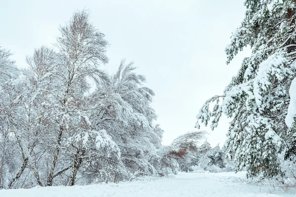Yeni yıl ağacı kış orman içinde. Ağaçlar güzel kış manzarası kar ile kaplı. Ağaçlar hoarfrost ve kar ile kaplı. Güzel kış manzarası. Karla kaplı ağaç dalı. Kış arka plan.