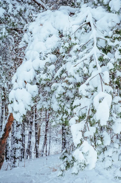 Albero di Capodanno nella foresta invernale. Bellissimo paesaggio invernale con alberi innevati. Alberi coperti di gelo e neve. Bellissimo paesaggio invernale. Ramo d'albero coperto di neve. Sfondo invernale . — Foto Stock