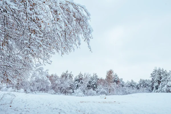 Nya året träd i vinter skog. Vackert vinterlandskap med snö täckt träd. Träd täckt med rimfrost och snö. Vackert vinterlandskap. Snötäckta trädgren. Vinter bakgrund. — Stockfoto