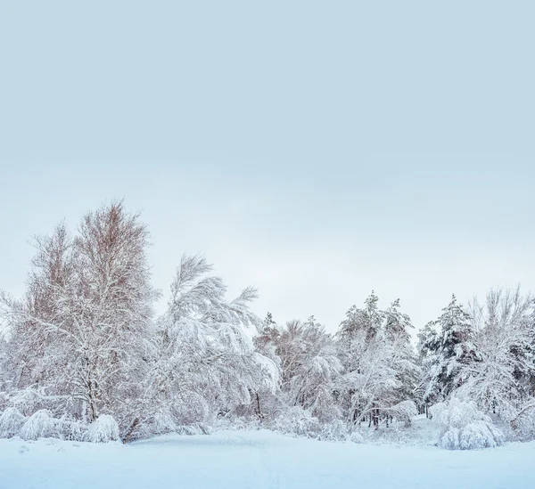 Camino forestal cubierto de nieve, paisaje invernal. Winte frío y nevado —  Fotos de Stock