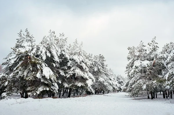 新的一年中冬季森林树。美丽的冬天景观与雪覆盖树木。树木覆盖着霜和雪。美丽的冬天景观。冰雪覆盖的树分支。冬天背景. — 图库照片