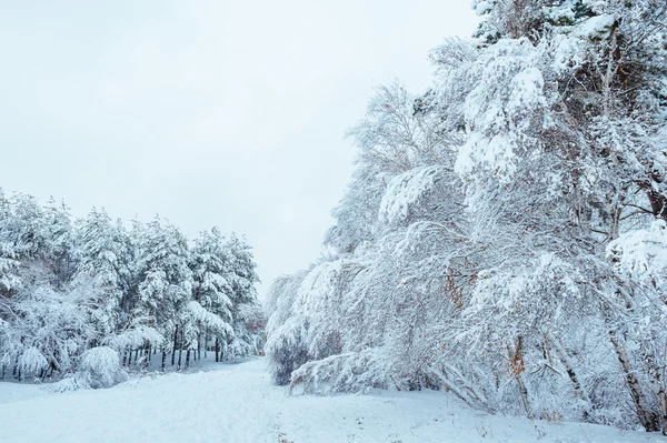 Νέο έτος δέντρο στο δάσος του χειμώνα. Όμορφο χειμερινό τοπίο με χιόνι κάλυψε δέντρα. Δέντρα που καλύπτονται με παγετός και χιόνι. Όμορφο χειμερινό τοπίο. Χιονισμένο δέντρο υποκατάστημα. Χειμώνα φόντο. — Φωτογραφία Αρχείου