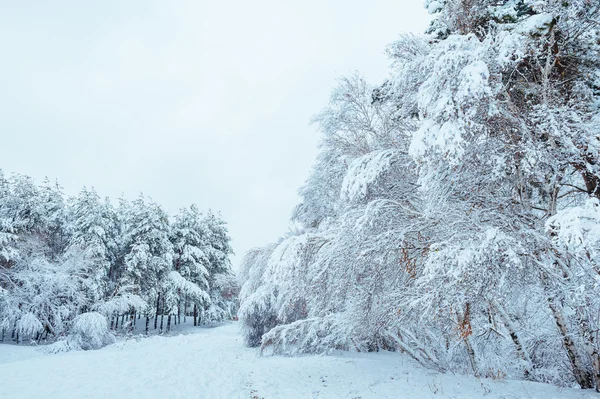 New Year tree in winter forest. Beautiful winter landscape with snow covered trees. Trees covered with hoarfrost and snow. Beautiful winter landscape. Snow-covered tree branch. Winter background. — Stock Photo, Image