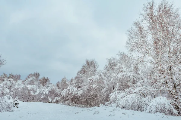 Árbol de Año Nuevo en el bosque de invierno. Hermoso paisaje de invierno con árboles cubiertos de nieve. Árboles cubiertos de heladas y nieve. Hermoso paisaje de invierno. Rama de árbol cubierta de nieve. Fondo de invierno . —  Fotos de Stock