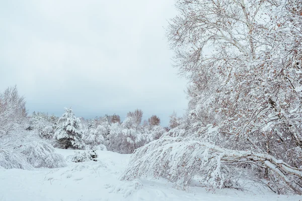 New Year tree in winter forest. Beautiful winter landscape with snow covered trees. Trees covered with hoarfrost and snow. Beautiful winter landscape. Snow-covered tree branch. Winter background. — Stock Photo, Image