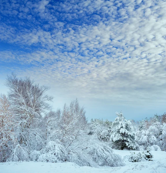 新的一年中冬季森林树。美丽的冬天景观与雪覆盖树木。树木覆盖着霜和雪。美丽的冬天景观。冰雪覆盖的树分支。冬天背景. — 图库照片