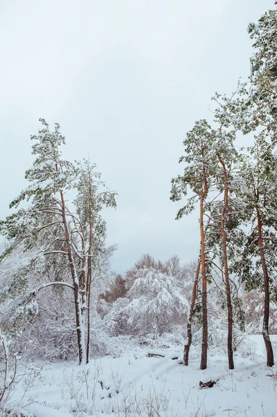 Neujahrsbaum im Winterwald. schöne Winterlandschaft mit schneebedeckten Bäumen. Bäume mit Raureif und Schnee bedeckt. wunderschöne Winterlandschaft. Schneebedeckter Ast. Winterlicher Hintergrund. — Stockfoto