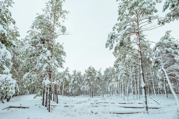 Árbol de Año Nuevo en el bosque de invierno. Hermoso paisaje de invierno con árboles cubiertos de nieve. Árboles cubiertos de heladas y nieve. Hermoso paisaje de invierno. Rama de árbol cubierta de nieve. Fondo de invierno . — Foto de Stock