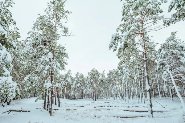 Albero di Capodanno nella foresta invernale. Bellissimo paesaggio invernale con alberi innevati. Alberi coperti di gelo e neve. Bellissimo paesaggio invernale. Ramo d'albero coperto di neve. Sfondo invernale . — Foto Stock