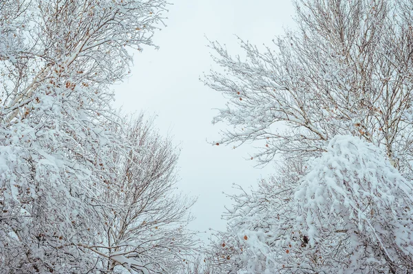 Neujahrsbaum im Winterwald. schöne Winterlandschaft mit schneebedeckten Bäumen. Bäume mit Raureif und Schnee bedeckt. wunderschöne Winterlandschaft. Schneebedeckter Ast. Winterlicher Hintergrund. — Stockfoto