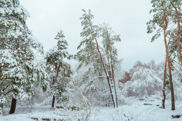 New Year tree in winter forest. Beautiful winter landscape with snow covered trees. Trees covered with hoarfrost and snow. Beautiful winter landscape. Snow-covered tree branch. Winter background. — Stock Photo, Image