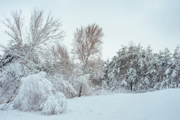 Árbol de Año Nuevo en el bosque de invierno. Hermoso paisaje de invierno con árboles cubiertos de nieve. Árboles cubiertos de heladas y nieve. Hermoso paisaje de invierno. Rama de árbol cubierta de nieve. Fondo de invierno . —  Fotos de Stock