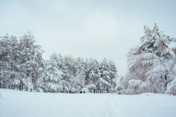 Yeni yıl ağacı kış orman içinde. Ağaçlar güzel kış manzarası kar ile kaplı. Ağaçlar hoarfrost ve kar ile kaplı. Güzel kış manzarası. Karla kaplı ağaç dalı. Kış arka plan.