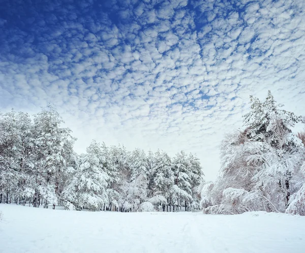 新的一年中冬季森林树。美丽的冬天景观与雪覆盖树木。树木覆盖着霜和雪。美丽的冬天景观。冰雪覆盖的树分支。冬天背景. — 图库照片