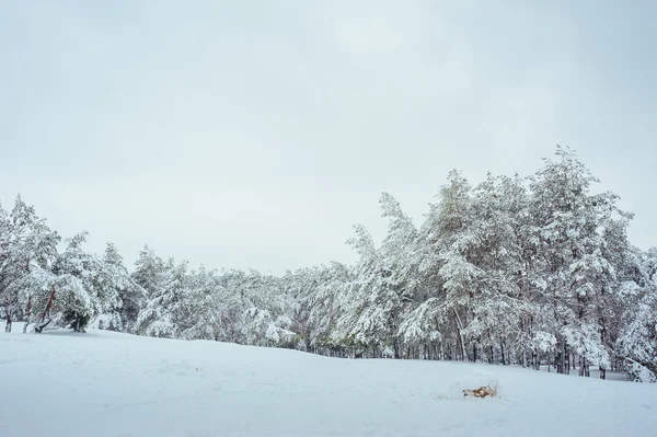 Yeni yıl ağacı kış orman içinde. Ağaçlar güzel kış manzarası kar ile kaplı. Ağaçlar hoarfrost ve kar ile kaplı. Güzel kış manzarası. Karla kaplı ağaç dalı. Kış arka plan.