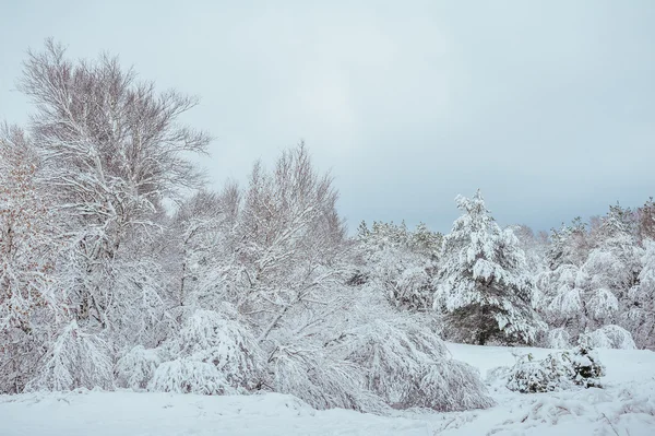 Nieuwe jaar boom in de winter forest. Mooie winterlandschap met sneeuw bedekt bomen. Bomen bedekt met rijm en sneeuw. Mooie winterlandschap. De vertakking van de beslissingsstructuur sneeuw bedekte. Winter achtergrond. — Stockfoto