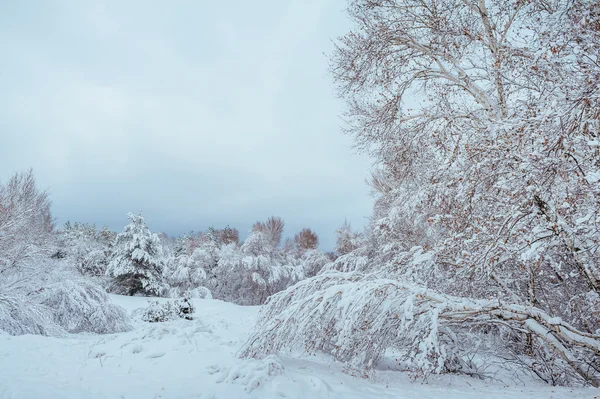 Nový rok v zimním lese strom. Krásná Zimní krajina pod sněhem pokryta stromy. Stromy pokryté jinovatka a sněhu. Krásná Zimní krajina. Zasněžený strom větev. Zimní pozadí. — Stock fotografie
