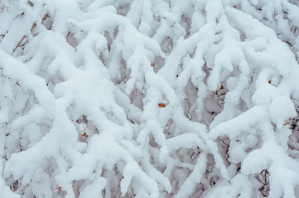 Árbol de Año Nuevo en el bosque de invierno. Hermoso paisaje de invierno con árboles cubiertos de nieve. Árboles cubiertos de heladas y nieve. Hermoso paisaje de invierno. Rama de árbol cubierta de nieve. Fondo de invierno . —  Fotos de Stock