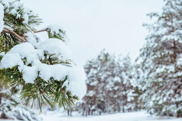 Árbol de Año Nuevo en el bosque de invierno. Hermoso paisaje de invierno con árboles cubiertos de nieve. Árboles cubiertos de heladas y nieve. Hermoso paisaje de invierno. Rama de árbol cubierta de nieve. Fondo de invierno . — Foto de Stock