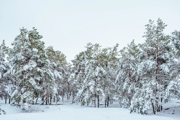 Yeni yıl ağacı kış orman içinde. Ağaçlar güzel kış manzarası kar ile kaplı. Ağaçlar hoarfrost ve kar ile kaplı. Güzel kış manzarası. Karla kaplı ağaç dalı. Kış arka plan.