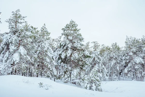 Yeni yıl ağacı kış orman içinde. Ağaçlar güzel kış manzarası kar ile kaplı. Ağaçlar hoarfrost ve kar ile kaplı. Güzel kış manzarası. Karla kaplı ağaç dalı. Kış arka plan.