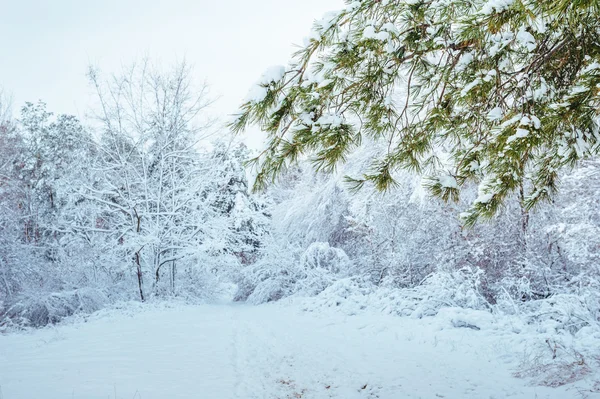 Árbol de Año Nuevo en el bosque de invierno. Hermoso paisaje de invierno con árboles cubiertos de nieve. Árboles cubiertos de heladas y nieve. Hermoso paisaje de invierno. Rama de árbol cubierta de nieve. Fondo de invierno . —  Fotos de Stock