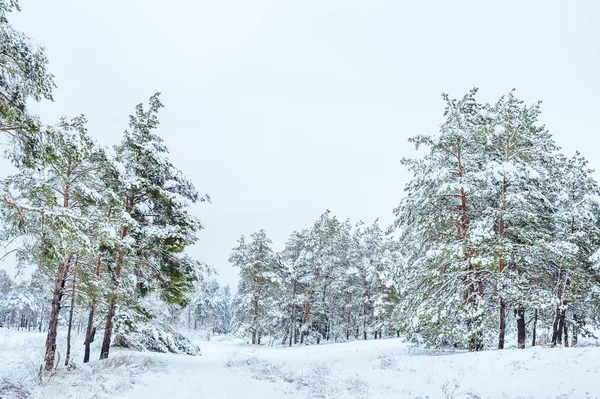 Yeni yıl ağacı kış orman içinde. Ağaçlar güzel kış manzarası kar ile kaplı. Ağaçlar hoarfrost ve kar ile kaplı. Güzel kış manzarası. Karla kaplı ağaç dalı. Kış arka plan.
