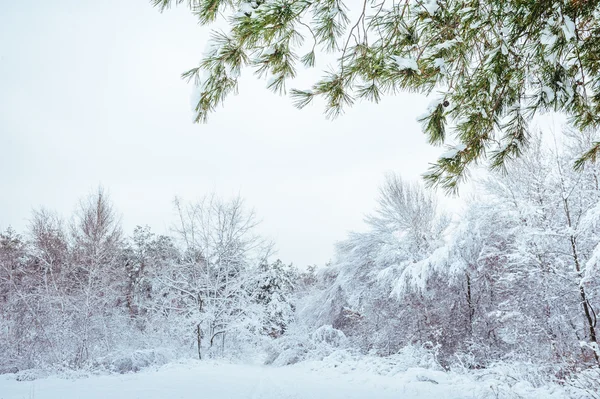 New Year tree in winter forest. Beautiful winter landscape with snow covered trees. Trees covered with hoarfrost and snow. Beautiful winter landscape. Snow-covered tree branch. Winter background. — Stock Photo, Image