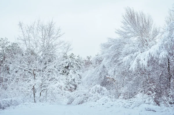 Yeni yıl ağacı kış orman içinde. Ağaçlar güzel kış manzarası kar ile kaplı. Ağaçlar hoarfrost ve kar ile kaplı. Güzel kış manzarası. Karla kaplı ağaç dalı. Kış arka plan.