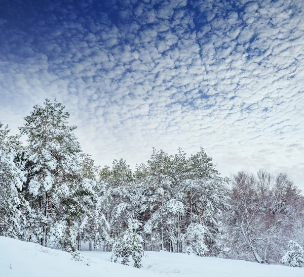 Новорічна ялинка в зимовому лісі. Прекрасний зимовий пейзаж із засніженими деревами. Дерева покриті морозом і снігом. Прекрасний зимовий пейзаж. Гілка дерев, покрита снігом. Зимовий фон . — стокове фото