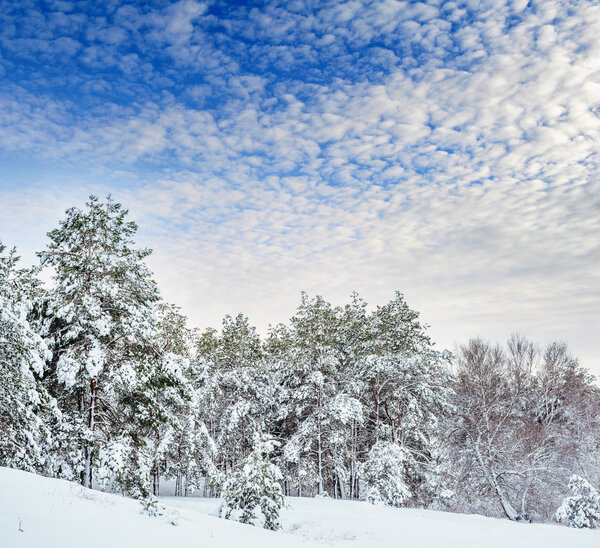 New Year tree in winter forest. Beautiful winter landscape with snow covered trees. Trees covered with hoarfrost and snow. Beautiful winter landscape. Snow-covered tree branch. Winter background.