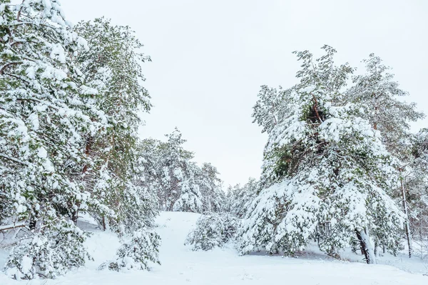 Yeni yıl ağacı kış orman içinde. Ağaçlar güzel kış manzarası kar ile kaplı. Ağaçlar hoarfrost ve kar ile kaplı. Güzel kış manzarası. Karla kaplı ağaç dalı. Kış arka plan.